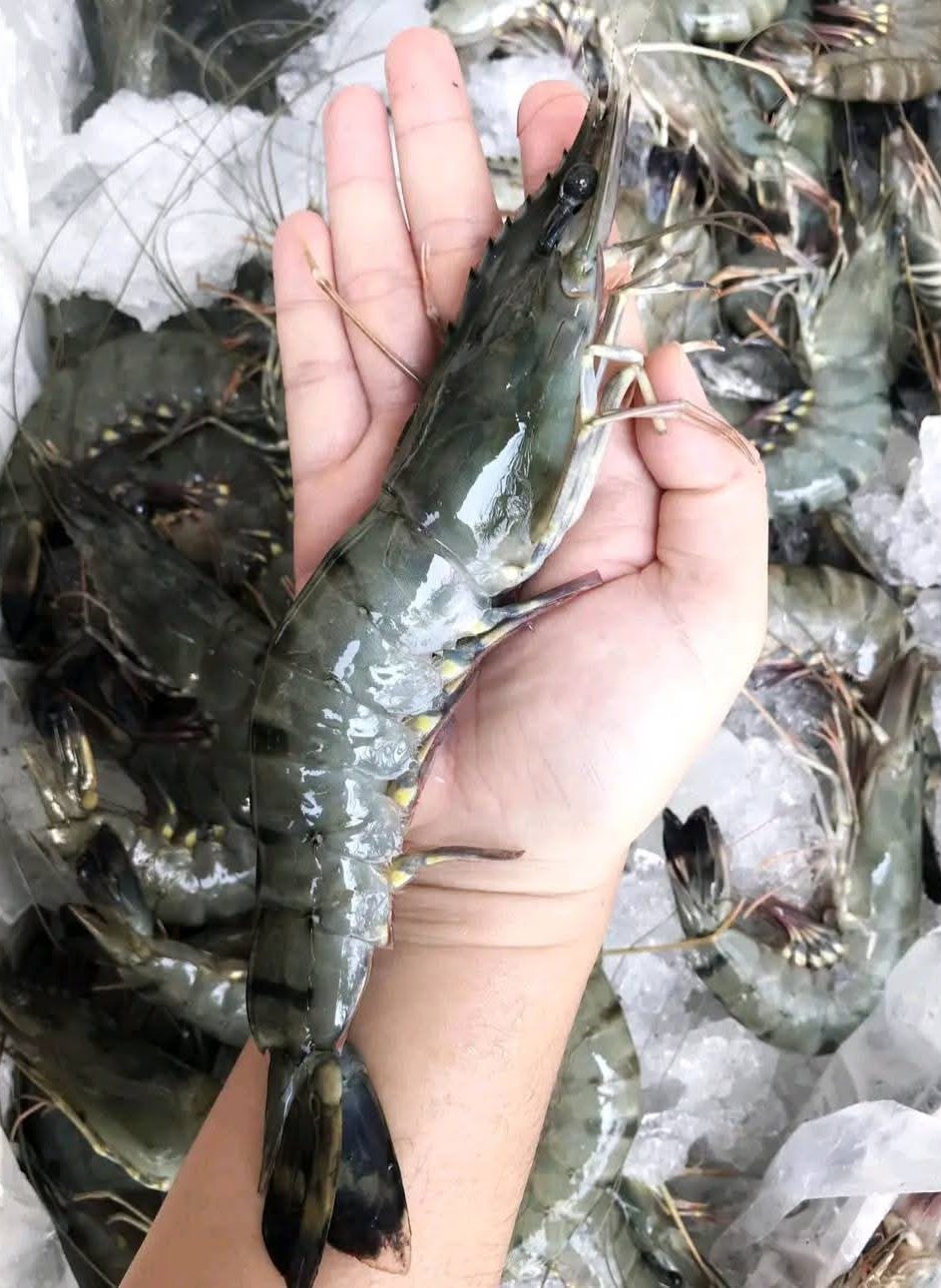 Fresh prawns on ice