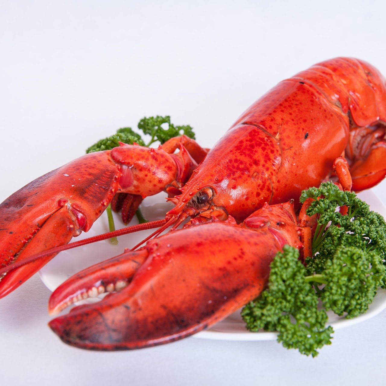 Lobster