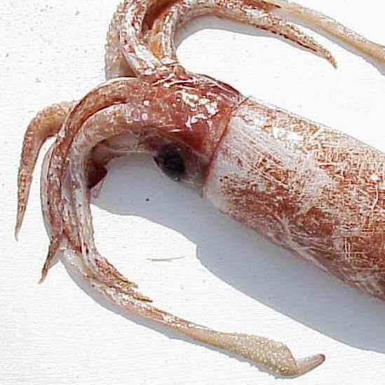 Squid